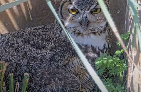 Tap to watch a Great Horned Owl show off its third eyelid.
